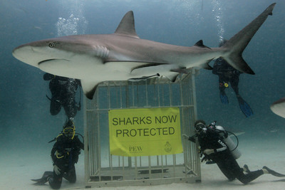 Bahamas Acts to Protect Sharks
