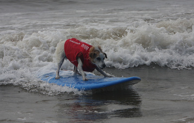 Surfing Dogs Raise More Than $100K to Help Orphaned Animals