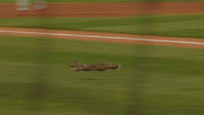 Scotts &amp; St. Louis Cardinals Team Up to Support the Wildlife Rescue Center - Future Home of the Cardinals Rally Squirrel