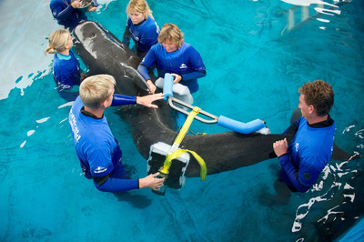 SeaWorld Orlando's Animal Rescue Team Uses Special Orthopedic Equipment to Care for Once-stranded Pilot Whale