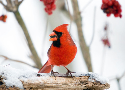 Audubon's 112th Christmas Bird Count Reigns as Model for "Crowd Science"