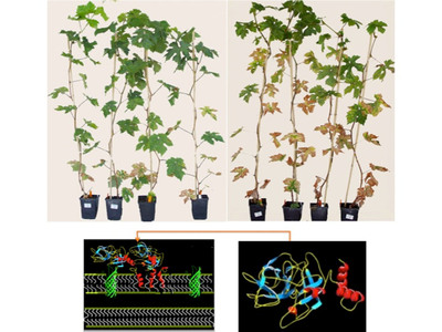 More Grapes, Less Wrath: Hybrid Antimicrobial Protein Protects Grapevines from Pathogen