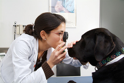 Veterinary Medical Colleges Introduce Focus on the Importance of Preventive Health Visits for Companion Animals