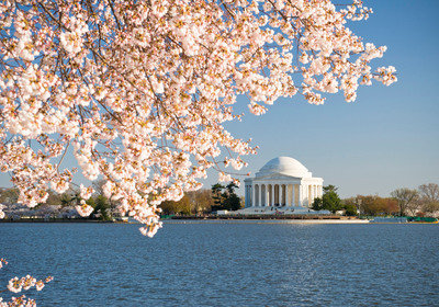 Voting for "America's Favorite Cherry Tree" An Ideal Way to Keep the Cherry Blossom Spirit Alive