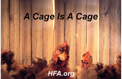 Animal Organizations Intensify Opposition to Egg Bill (H.R. 3798) in Anticipation of Senate Version