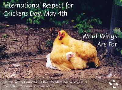 United Poultry Concerns Celebrates International Respect for Chickens Day