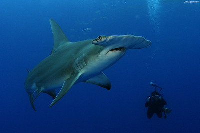 Pew celebra acción conjunta de Honduras y Costa Rica para la protección de los tiburones martillos