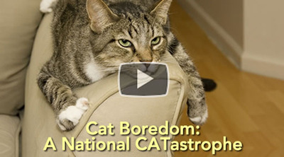 Friskies® Takes A Stand To End Cat Boredom