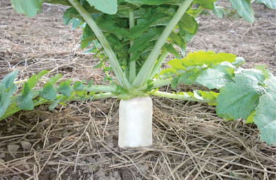 Pioneering Tillage Radish® Cover Crop Granted Plant Variety Protection Pending Status