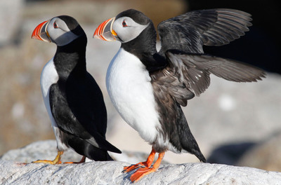 Puffin Cams Bring Rare View Of Magical Birds In The Wild To A Global Audience