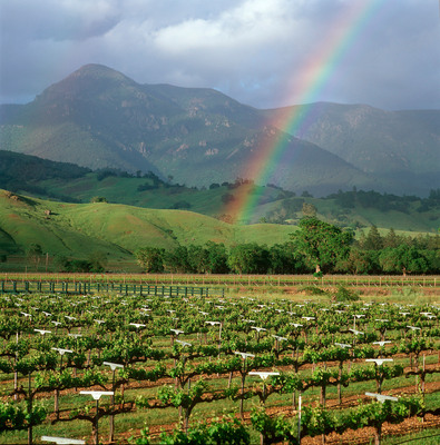Treasury Wine Estates Announces 100% Sustainability Certification on All California Vineyards