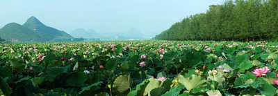 Chinese Lotus Festival Celebrates 300 Years of Blooming