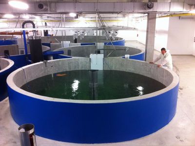 The Largest Industrialized Fish Farming Facility in Europe Will Be Inaugurated in Poland on 12th September. The Facility Will Produce Some 1200 Tons of Tilapia Per Annum