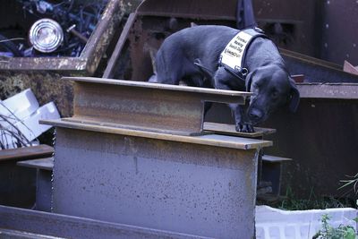 World First: DNA Dog Sniffs Out Stolen Metal