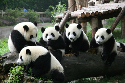 Chengdu Begins the Search for 3 Global Panda Ambassadors