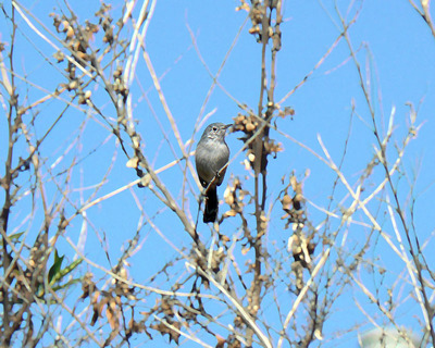 California Gnatcatcher Conservation Bank Approved in San Diego County