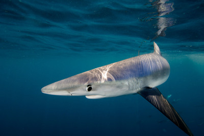Pew Applauds European Parliament Vote for Stronger Shark Finning Ban
