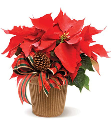 Poinsettia - Flower Delivery Express