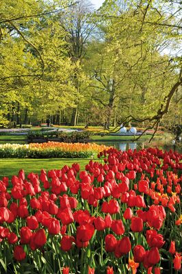 World Renowned Keukenhof Gardens in Holland Will Open March 21