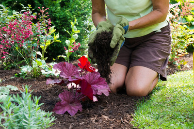 Avoid Common Mistakes to Keep Aggressive Garden Monsters At Bay and Help Plants Thrive With Minimal Care
