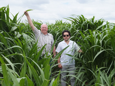 VIASPACE and AGRICORP Partnership on Giant King Grass in Nicaragua:  12 MW Biomass Power Plant Targeted