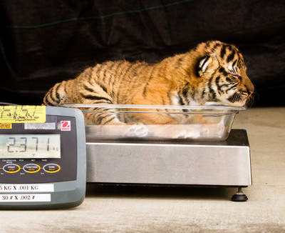 Three Endangered Malayan Tiger Cubs Born At Busch Gardens® Tampa