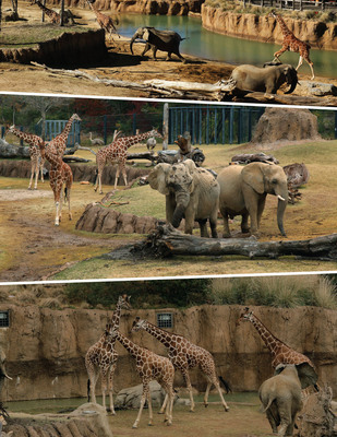 Elephants And Giraffes And Zebras, Oh My!