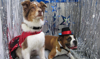 1,200 Canines Don Tiaras &amp; Tails To Attend Doggy Prom