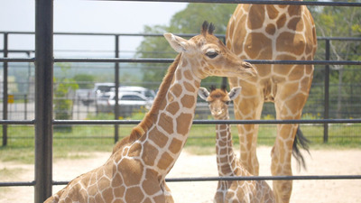 Twin Reticulated Giraffes born at Natural Bridge Wildlife Ranch