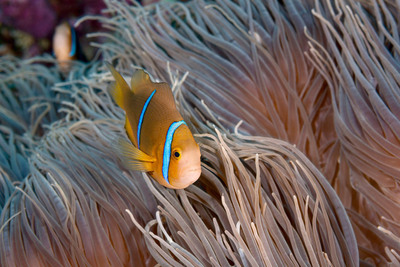 Underwater Photo Exhibit for World Oceans Day