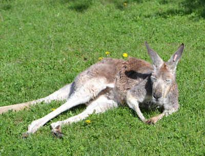 Suli's Story: A Red Kangaroo's Battle with Cancer