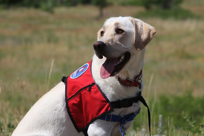 Camp Bow Wow Launches "Scout's Angels" Initiative In The Newtown, Connecticut Community