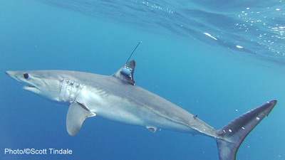 NSU Shark-tracking Website Helps Viewers 'Dive Into Shark Week'