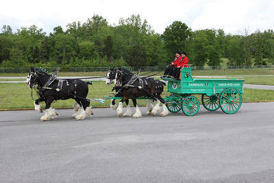 Famous Clydesdales Coming To Alliance, Ohio