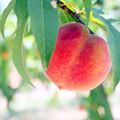 Seattle's Metropolitan Market Celebrates 17th Annual Peach-O-Rama
