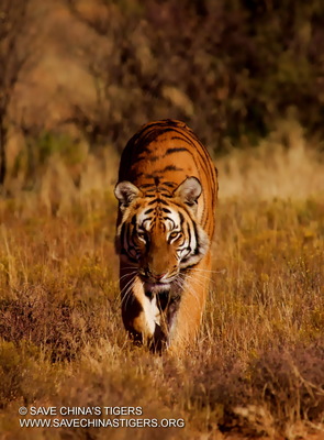 Chinese Tiger Project Going Strong Despite Departure of Co-Founder