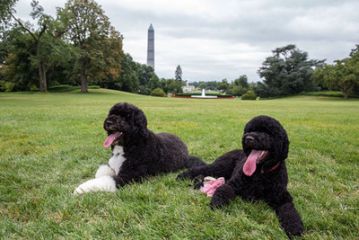 First family adds second dog; should you?