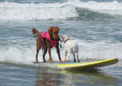 New Surf Dog Hall-of-Famer Announced at 8th Annual Helen Woodward Animal Center Surf Dog Surf-a-Thon, Sponsored by Blue Buffalo!