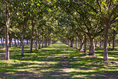California Walnut Industry Expects Quality Crop Early