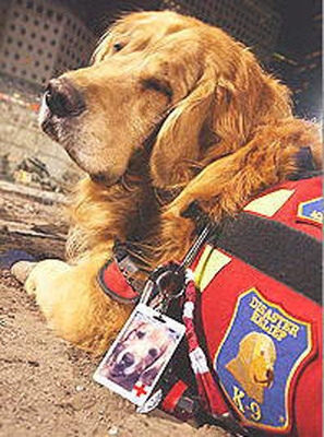 K-9 Disaster Relief on Animal Planet Documentary: Hero Dogs of 9/11 Documentary Special