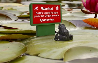 First Ever 'Lily Ad' Created To Find Britain's Most Talented Pond Life