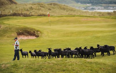 Grönare gräs på Skottlands golfbanor