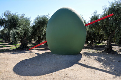 2013 Harvest: average yield, high quality reports California table olive grower-producer