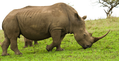 Endangered Black Rhino Conservation Is Newest 'Boutique Adventure' On Crystal African Voyage