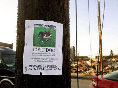 I REMEMBER YOU.org Commemorates Pets Lost During Superstorm Sandy