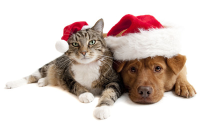 Twelve Days of Home for the Holidays - $12 Dog &amp; Cat Adoptions