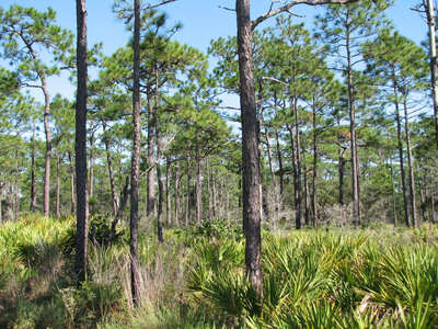 SFI &amp; AFF Announce Innovative Project to Promote Longleaf Pine Conservation