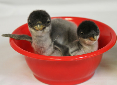 Cute Alert: The first two baby penguin chicks of the breeding season hatched this week at the Moody Gardens Aquarium Pyramid located in Galveston, Texas. They weighed in at 255 and 110 grams and will move to The Deep in Hull, England in February.