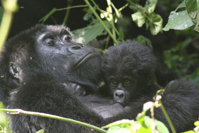 Gorilla Tracking Expedition Added To Crystal's Roster Of Overnight African Adventures In 2014