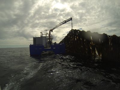 Seaweed Energy Solutions (SES) Acquires Wild Seaweed Operation in Norway, Securing Over 40,000 Tons of Seaweed
